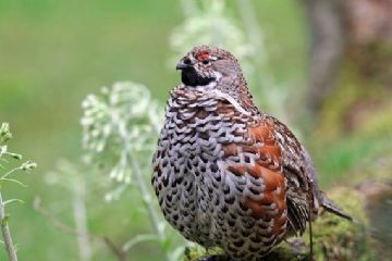 Il francolino di monte (Tetrastes bonasia) un tempo più raro, a causa della caccia indiscriminata, oggi in espansione, popola i fitti boschi di abete.