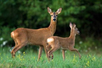 La modesta interferenza dell’uomo avvenuta dal dopo guerra ad oggi ha permesso l’invecchiamento e la naturalizzazione delle foreste e la diffusione degli ungulati tra cui il capriolo (Capreolus capreolus) 