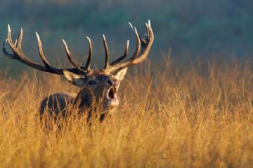 Il cervo europeo (Cervus elaphus).