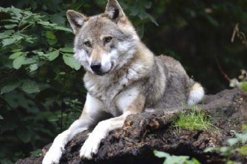 La naturalizzazione del territorio e l’espansione degli ungulati ha oggi portato alla recente colonizzazione da parte dei carnivori predatori come la lince europea (Linx linx) ed il lupo (Canis lupus) che hanno completato i livelli superiori della catena alimentare, dimostrando la presenza di un territorio integro di altissimo valore biologico.