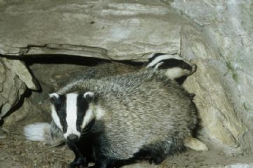 Foto 9<br><br>Tasso