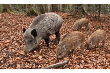 Cinghiale