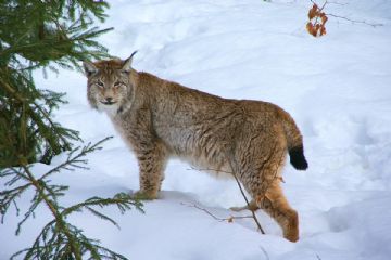 Lince