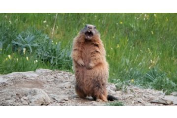 Marmotta